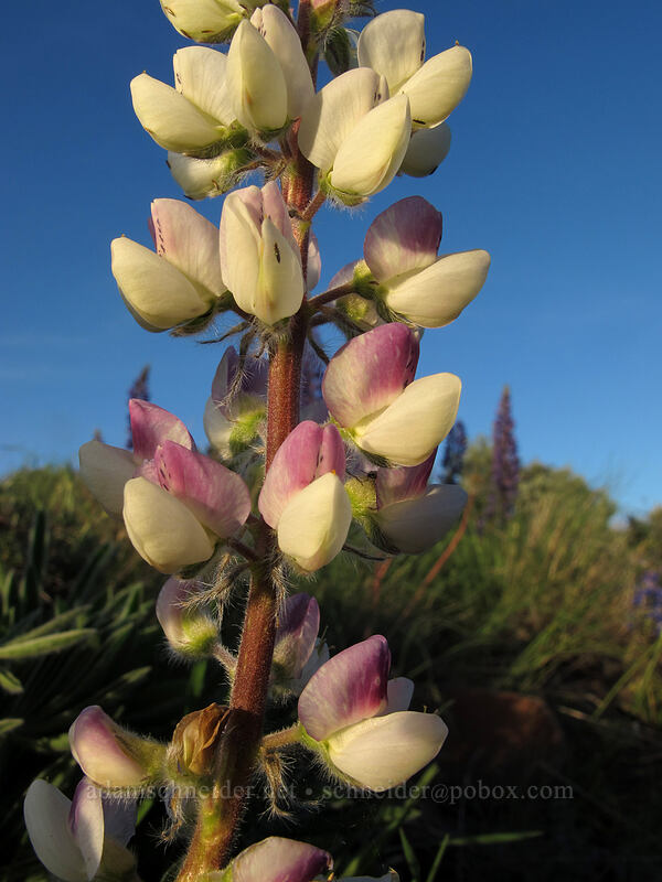 lupine close-up (Lupinus sp.) [Beezley Hills Preserve, Grant County, Washington]