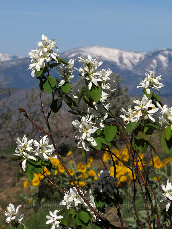 serviceberry flowers (Amelanchier alnifolia) [Chelan Butte, Chelan County, Washington]
