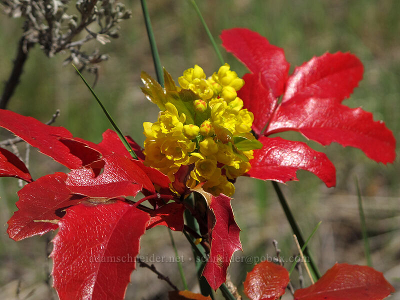 Oregon-grape (Mahonia aquifolium (Berberis aquifolium)) [Sauer's Mountain Trail, Peshastin, Chelan County, Washington]