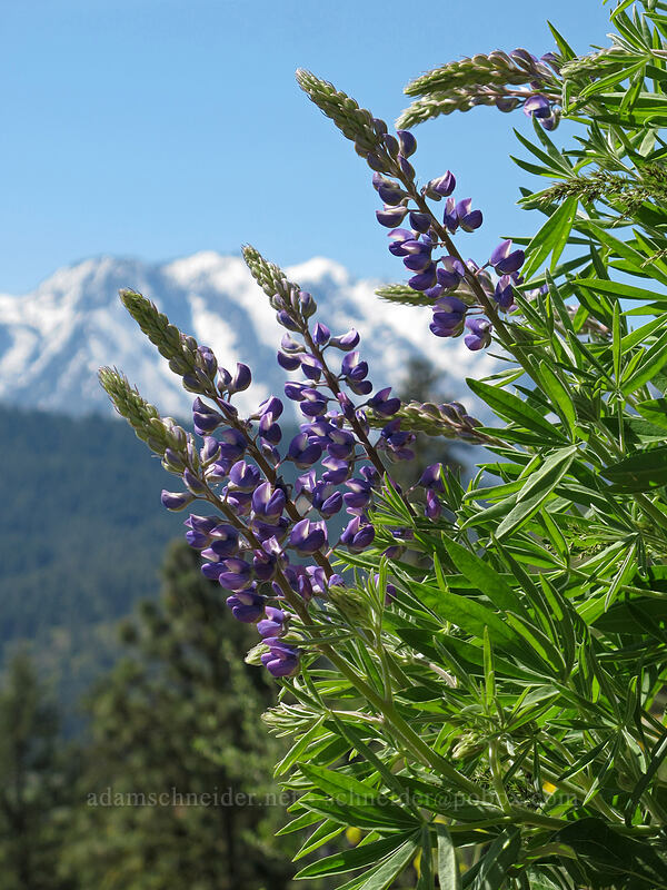 lupines & mountains (Lupinus latifolius) [Sauer's Mountain Trail, Peshastin, Chelan County, Washington]