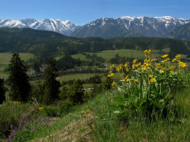 Enchantments, Icicle Ridge, & balsamroot (Balsamorhiza sagittata) [Sauer's Mountain Trail, Peshastin, Chelan County, Washington]