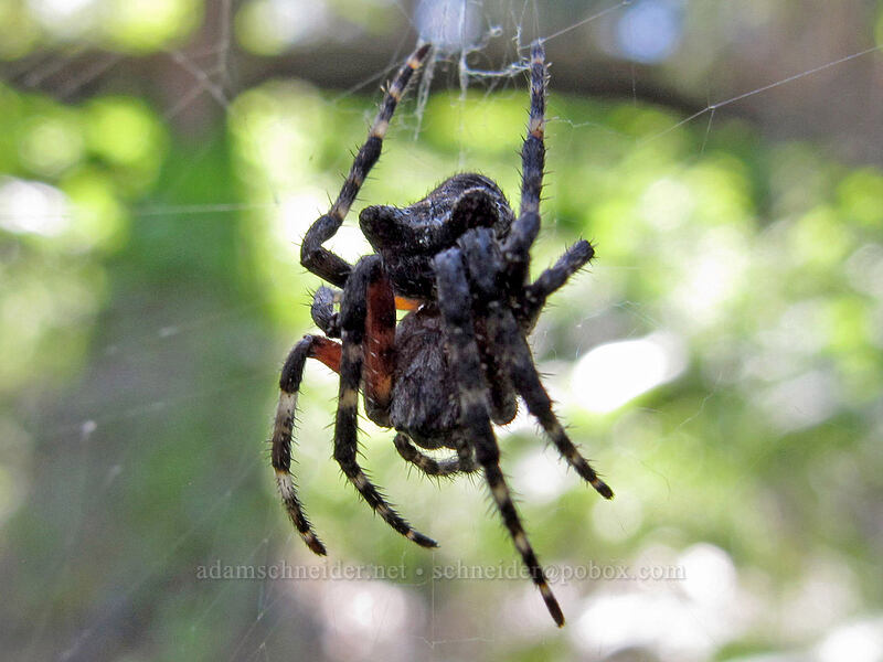 cat-faced orb-weaver spider (Araneus gemmoides) [Sauer's Mountain Trail, Peshastin, Chelan County, Washington]