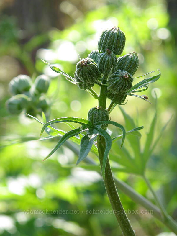 silver-crown luina, budding (Cacaliopsis nardosmia (Cacalia nardosmia)) [Sauer's Mountain Trail, Peshastin, Chelan County, Washington]