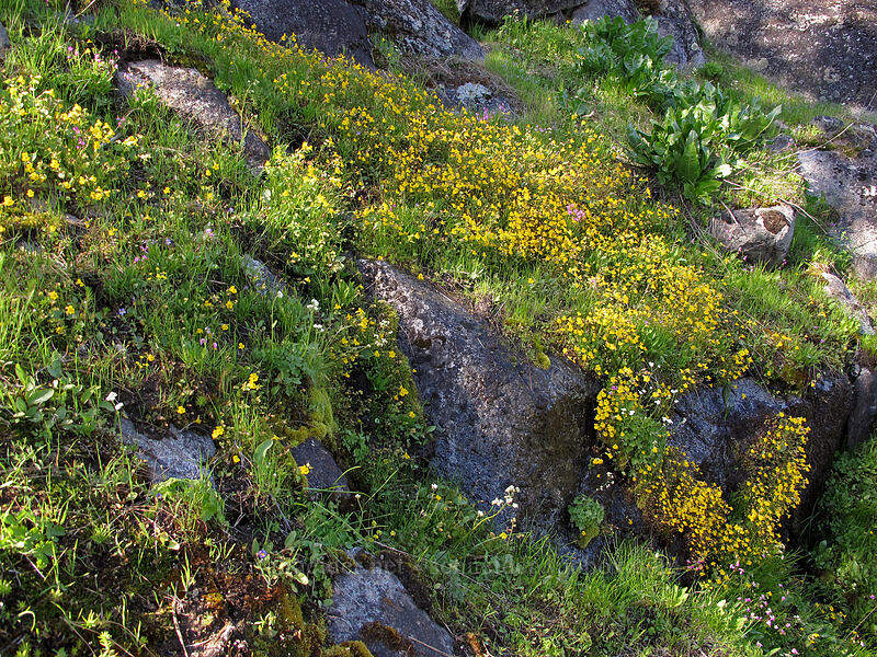 monkeyflower seep (Erythranthe guttata (Mimulus guttatus)) [Sam Hill Preserve, Chelan County, Washington]