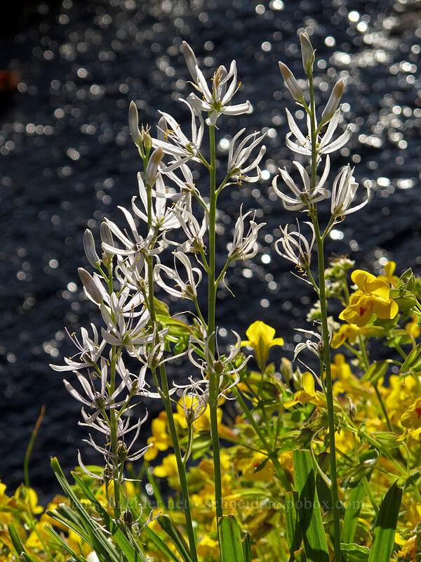 pale camas & monkeyflower (Camassia quamash, Erythranthe guttata (Mimulus guttatus)) [Sam Hill Preserve, Chelan County, Washington]