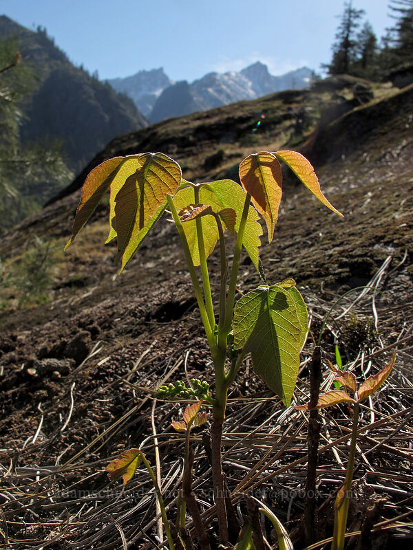 western poison-ivy (Toxicodendron rydbergii (Rhus rydbergii)) [Sam Hill Preserve, Chelan County, Washington]