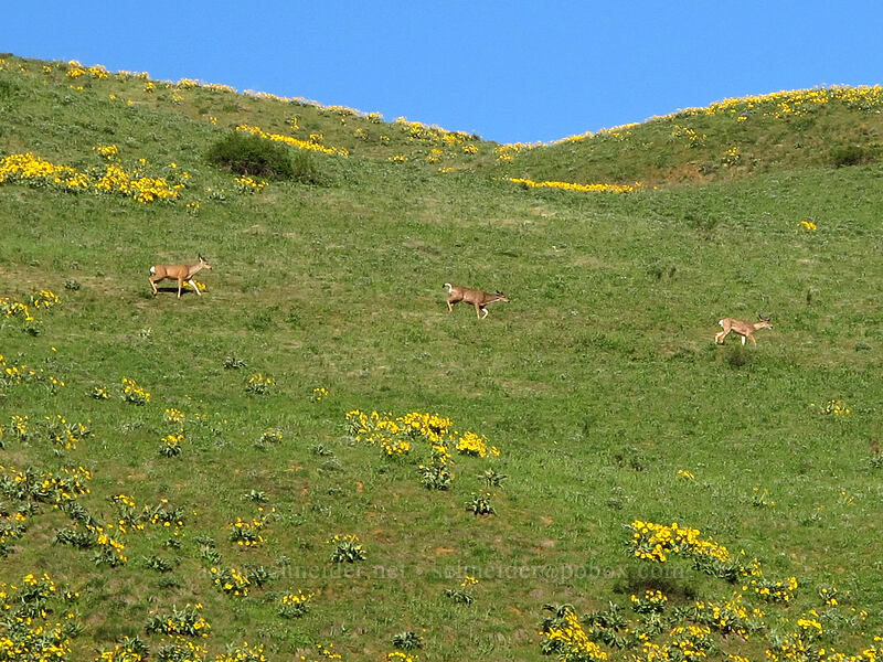 three deer & balsamroot (Odocoileus hemionus hemionus, Balsamorhiza sagittata) [Olalla Canyon Road, Chelan County, Washington]