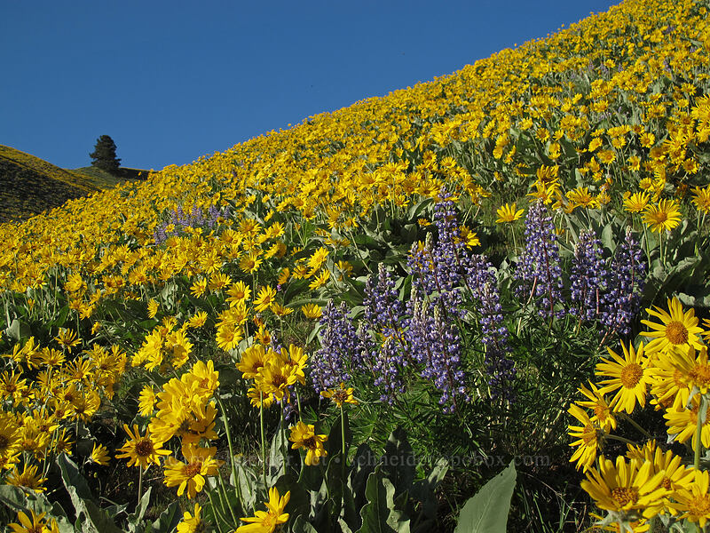 lupine & balsamroot (Lupinus sericeus, Balsamorhiza sagittata) [Olalla Canyon Road, Chelan County, Washington]