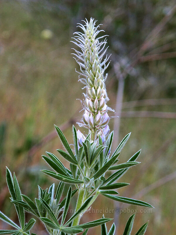 silky lupine (Lupinus sericeus) [Peshastin Pinnacles State Park, Chelan County, Washington]