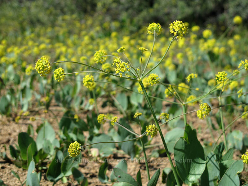 bare-stem desert parsley (Lomatium nudicaule) [Peak 2228, Wenatchee, Chelan County, Washington]
