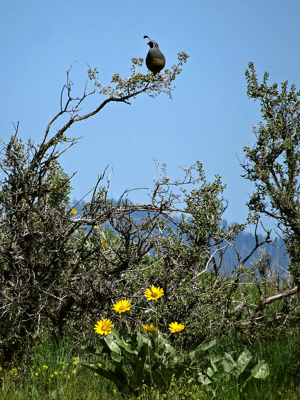 California quail (Callipepla californica) [Saddle Rock Trail, Wenatchee, Chelan County, Washington]