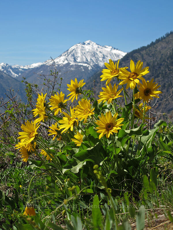 balsamroot & Cashmere Mountain (Balsamorhiza sp.) [Rat Creek Ridge Trail, Wenatchee National Forest, Chelan County, Washington]