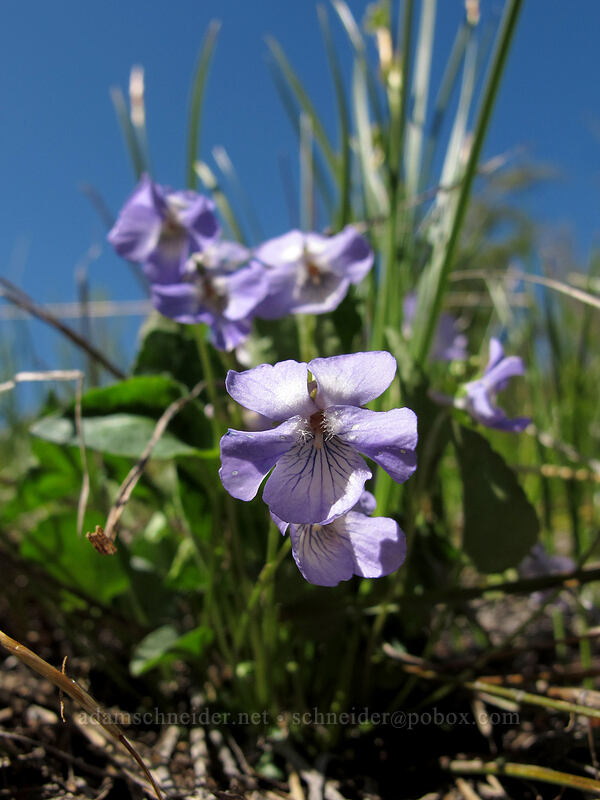 early blue violets (Viola adunca) [Rat Creek Ridge, Wenatchee National Forest, Chelan County, Washington]