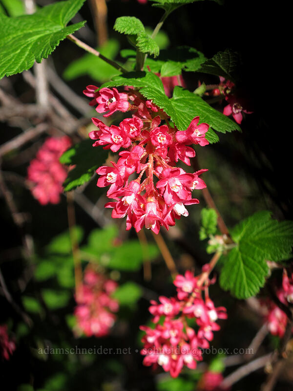 red-flowered currant (Ribes sanguineum) [Canyon Crest Trail, CDLT Mountain Home Property, Chelan County, Washington]