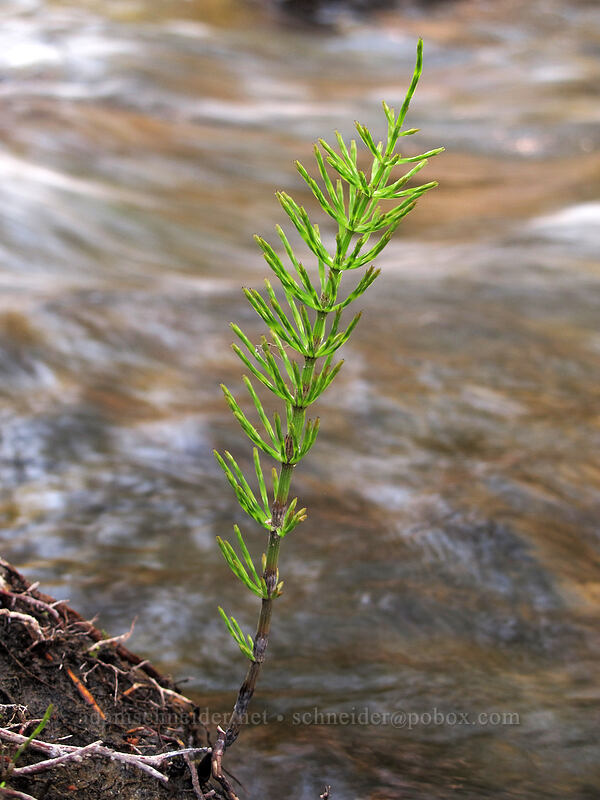 horsetail & Umtanum Creek (Equisetum sp.) [Umtanum Recreation Area, Kittitas County, Washington]