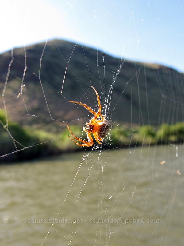furrow spider on a bridge (Larinioides patagiatus) [Umtanum Recreation Area, Kittitas County, Washington]