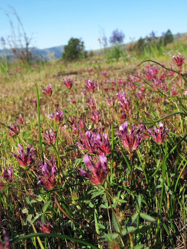 clover (Trifolium sp.) [Catherine Creek, Klickitat County, Washington]