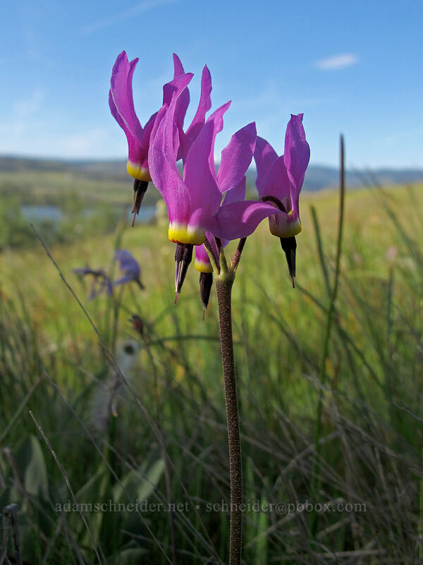 poet's shooting star (Dodecatheon poeticum (Primula poetica)) [Catherine Creek, Klickitat County, Washington]