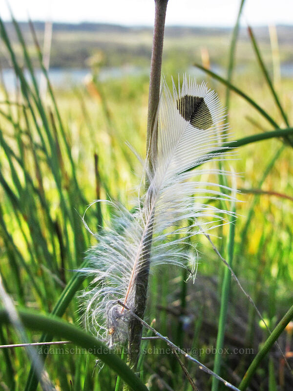 feather [Catherine Creek, Klickitat County, Washington]