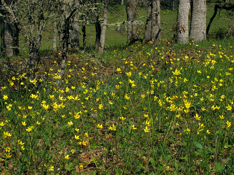 buttercups (Ranunculus occidentalis) [Catherine Creek, Klickitat County, Washington]
