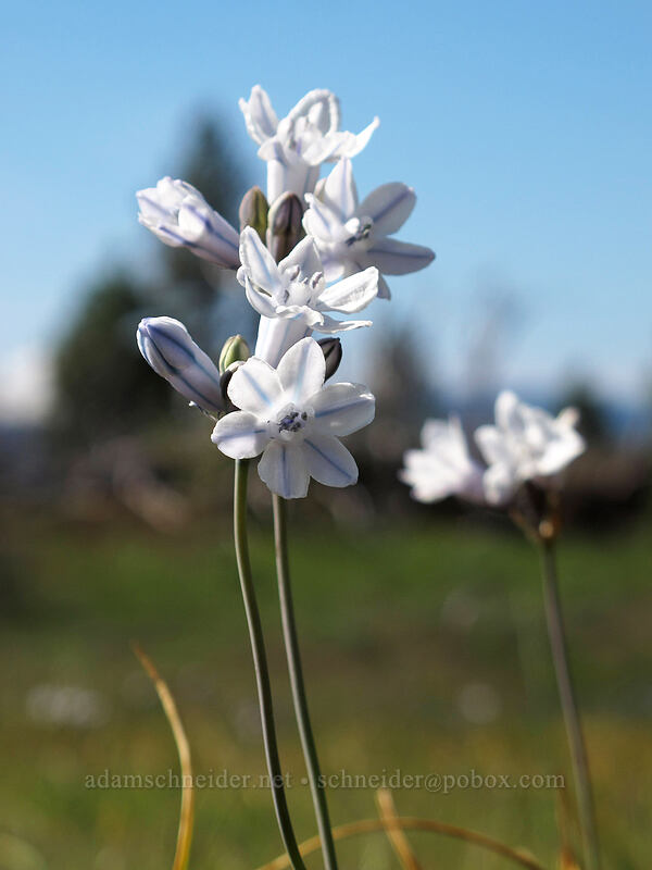 bi-colored cluster lily (Triteleia grandiflora var. howellii (Brodiaea bicolor)) [Catherine Creek, Klickitat County, Washington]