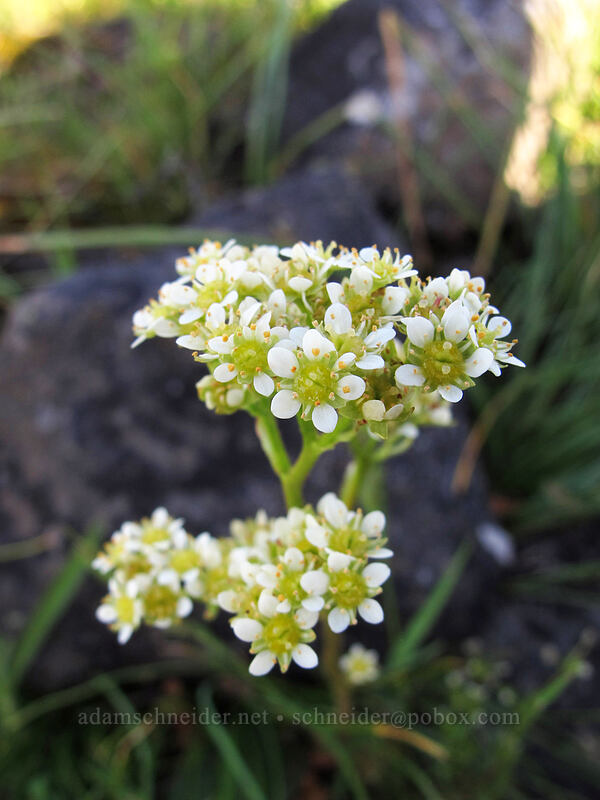 saxifrage (Micranthes sp. (Saxifraga sp.)) [Catherine Creek, Klickitat County, Washington]