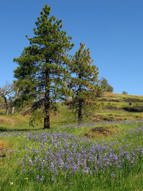 camas & ponderosa pines (Camassia quamash, Pinus ponderosa) [Catherine Creek, Klickitat County, Washington]