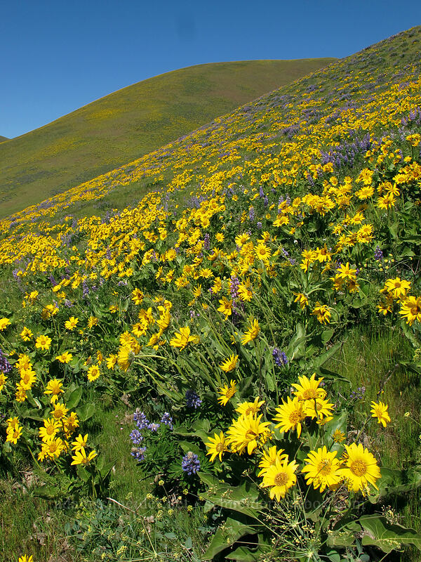 balsamroot & lupine (Balsamorhiza sp., Lupinus sp.) [Dalles Mountain Road, Klickitat County, Washington]