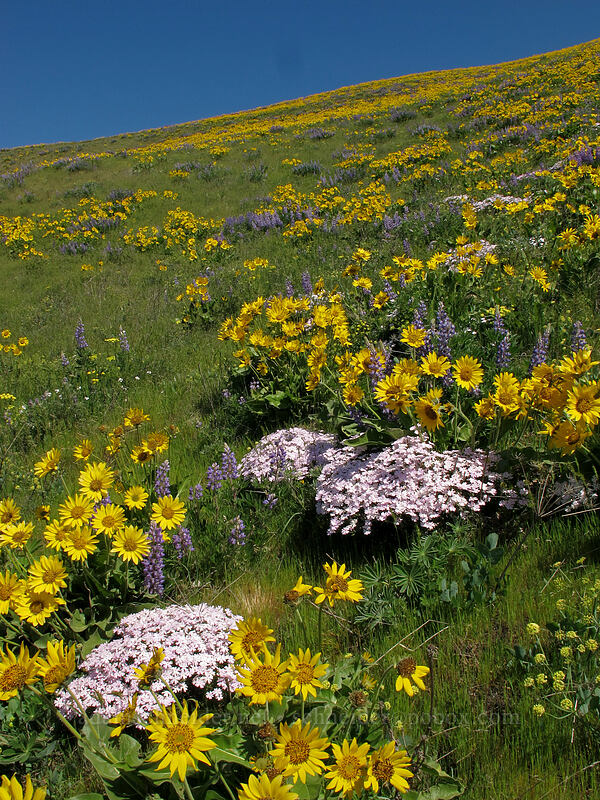 balsamroot, lupine, & showy phlox (Balsamorhiza sp., Lupinus sp., Phlox speciosa) [Dalles Mountain Road, Klickitat County, Washington]