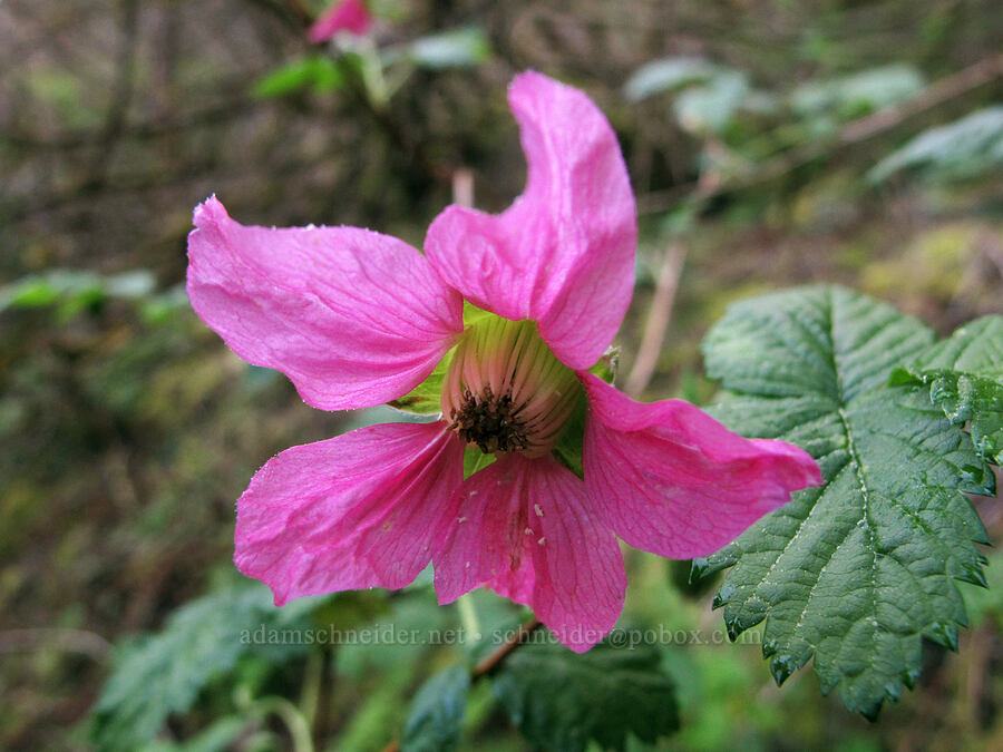 salmonberry flower (Rubus spectabilis) [Gorge Trail #400, John B. Yeon State Park, Multnomah County, Oregon]