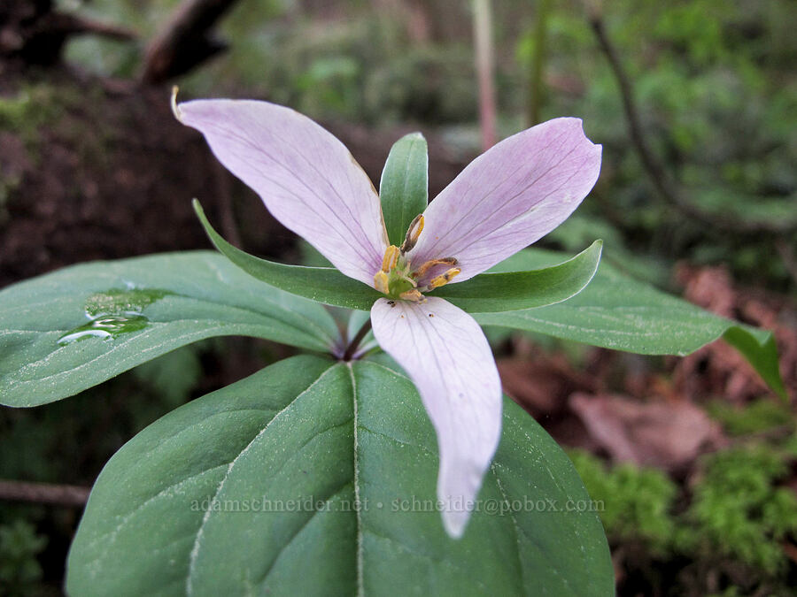 trillium (Trillium ovatum) [Gorge Trail #400, John B. Yeon State Park, Multnomah County, Oregon]