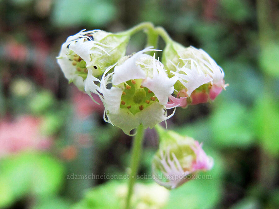 fringe-cup (Tellima grandiflora) [Gorge Trail #400, Columbia River Gorge, Multnomah County, Oregon]