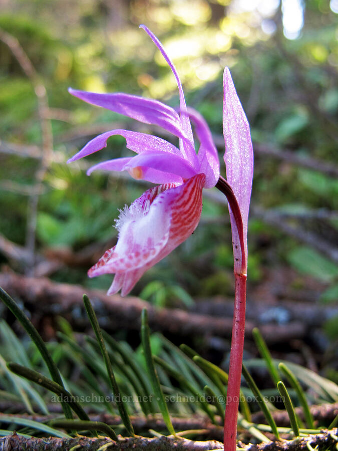 calypso orchid (Calypso bulbosa var. occidentalis) [Munra Point Trail, Columbia River Gorge, Multnomah County, Oregon]