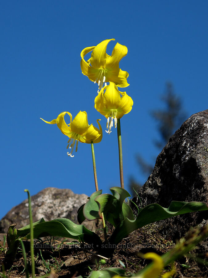 glacier lilies (Erythronium grandiflorum) [Munra Point Trail, Columbia River Gorge, Multnomah County, Oregon]