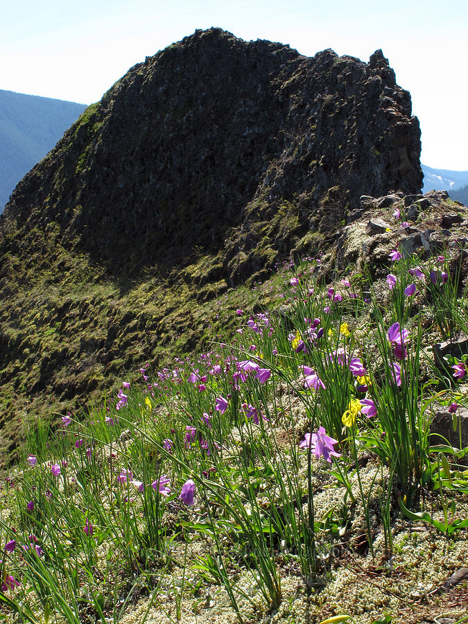 grass-widows & glacier lilies (Olsynium douglasii, Erythronium grandiflorum) [Munra Point, Columbia River Gorge, Multnomah County, Oregon]