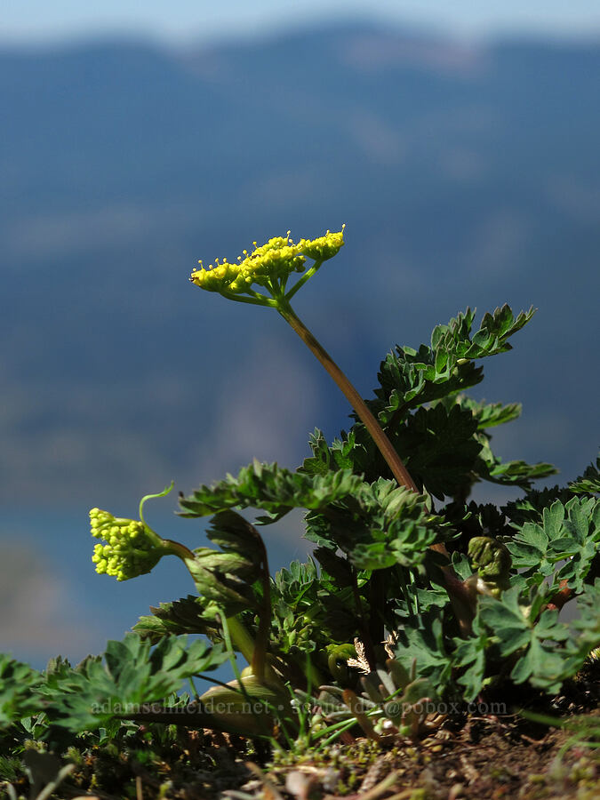 Cascade desert parsley (Lomatium martindalei) [Munra Point, Columbia River Gorge, Multnomah County, Oregon]