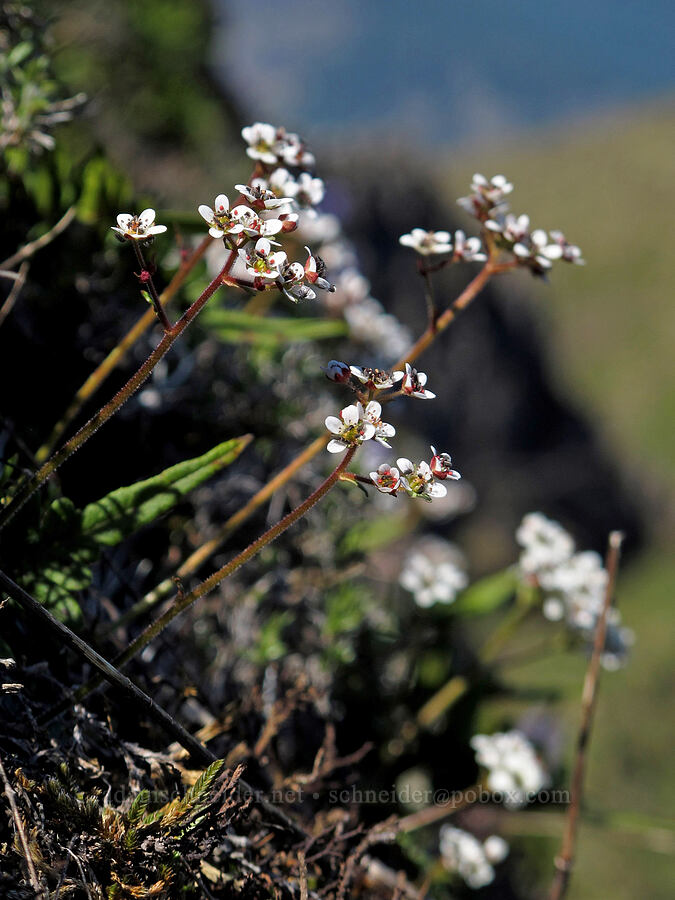 saxifrage (Micranthes sp. (Saxifraga sp.)) [Munra Point, Columbia River Gorge, Multnomah County, Oregon]