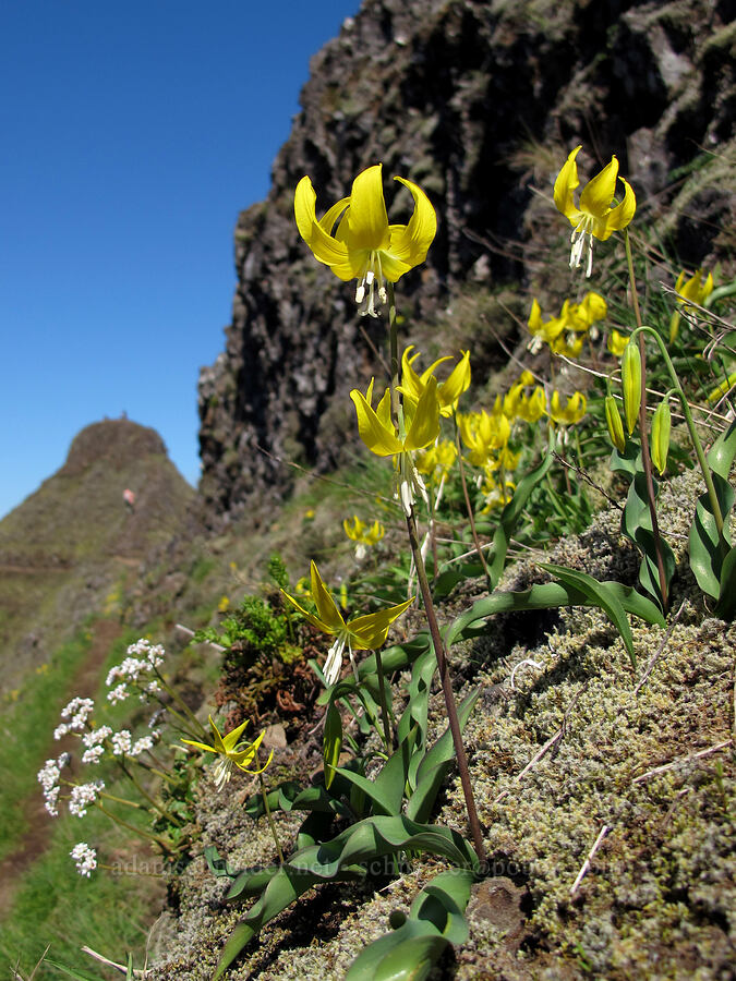glacier lilies (Erythronium grandiflorum) [Munra Point, Columbia River Gorge, Multnomah County, Oregon]