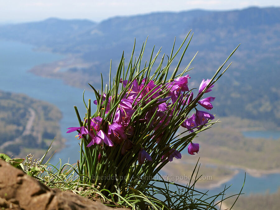 grass-widows (Olsynium douglasii) [Munra Point, Columbia River Gorge, Multnomah County, Oregon]