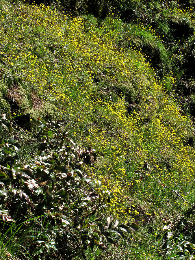 gold stars & Oregon-grape leaves (Crocidium multicaule, Mahonia aquifolium (Berberis aquifolium)) [Munra Point Trail, Columbia River Gorge, Multnomah County, Oregon]