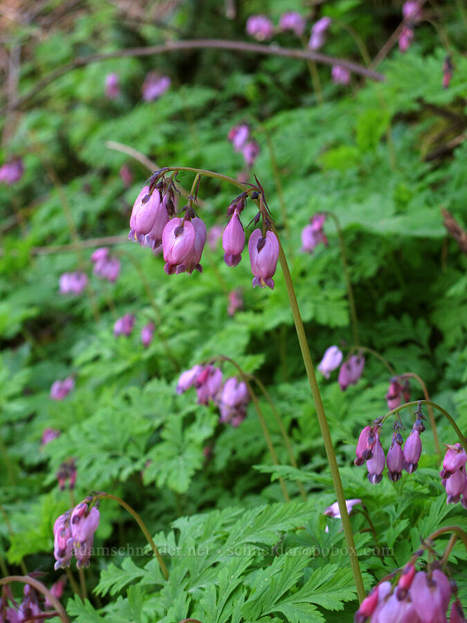 bleeding hearts (Dicentra formosa) [Gorge Trail #400, John B. Yeon State Park, Multnomah County, Oregon]