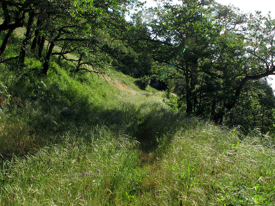 oak meadow [Cook Hill, Gifford Pinchot National Forest, Skamania County, Washington]