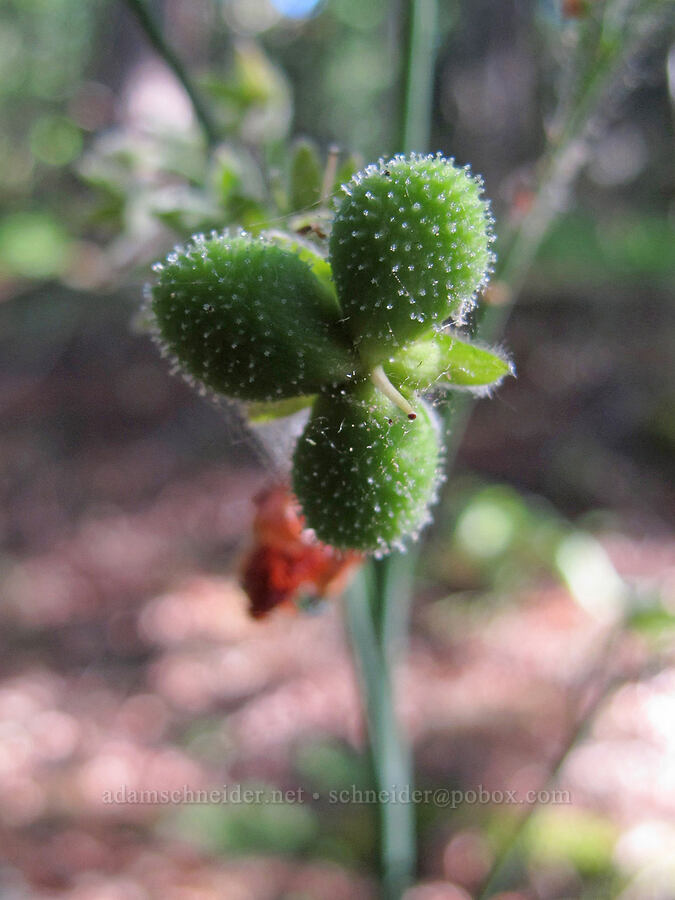 hound's-tongue seeds (Adelinia grandis (Cynoglossum grande)) [Cook Hill, Gifford Pinchot National Forest, Skamania County, Washington]