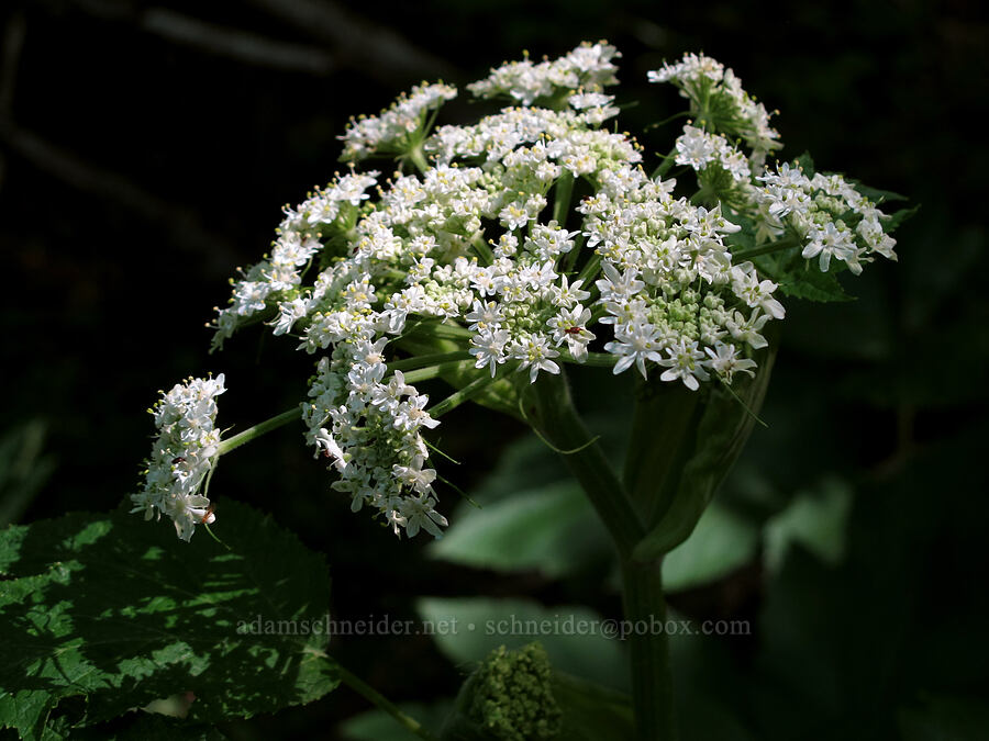 cow-parsnip (Heracleum maximum) [Cook Hill, Gifford Pinchot National Forest, Skamania County, Washington]