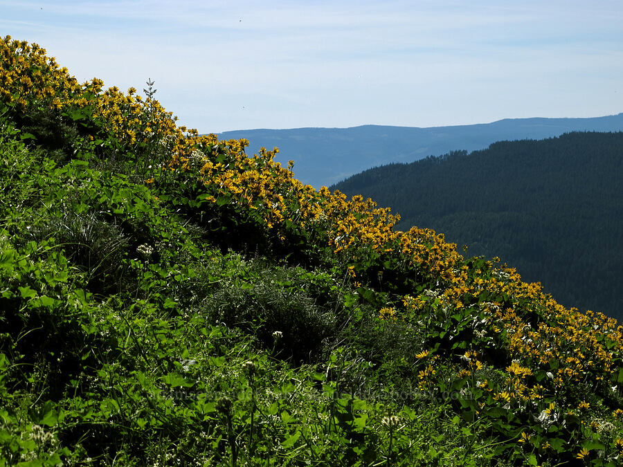 balsamroot (Balsamorhiza sp.) [Cook Hill, Gifford Pinchot National Forest, Skamania County, Washington]