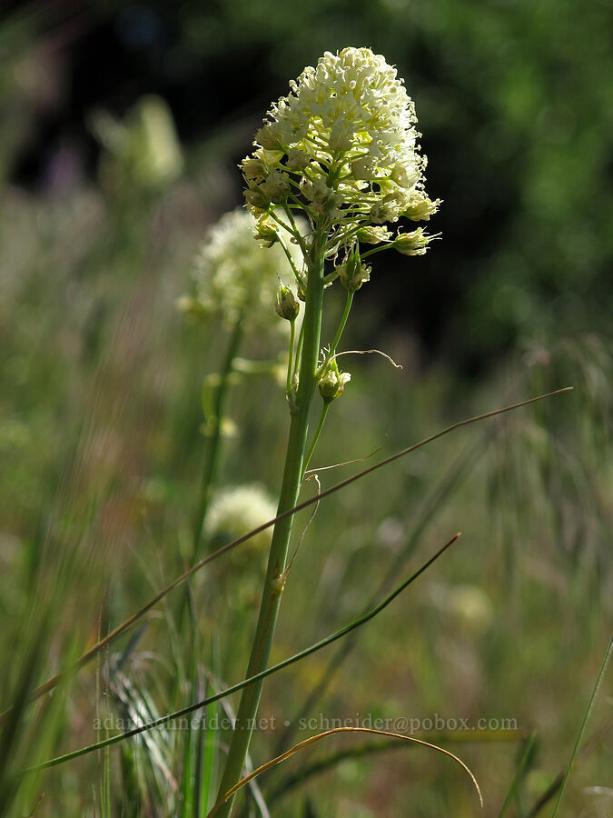 death-camas (Toxicoscordion venenosum (Zigadenus venenosus)) [Cook Hill, Gifford Pinchot National Forest, Skamania County, Washington]