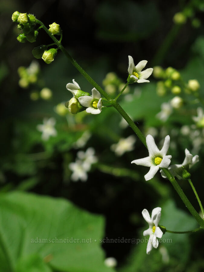 manroot flowers (Marah oregana (Marah oreganus)) [Cook Hill, Gifford Pinchot National Forest, Skamania County, Washington]