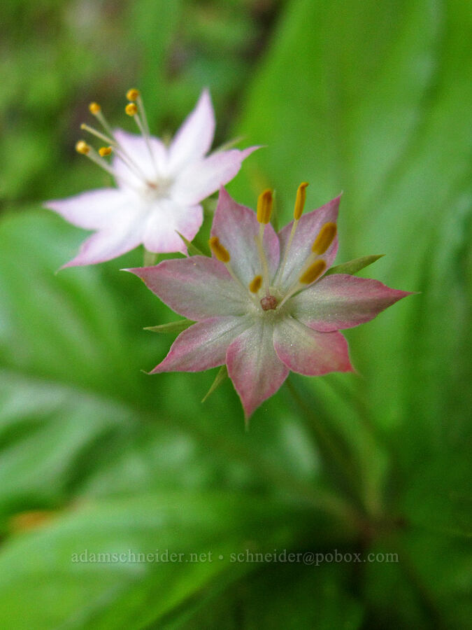 western starflower (Lysimachia latifolia (Trientalis borealis ssp. latifolia)) [Cook Hill, Gifford Pinchot National Forest, Skamania County, Washington]