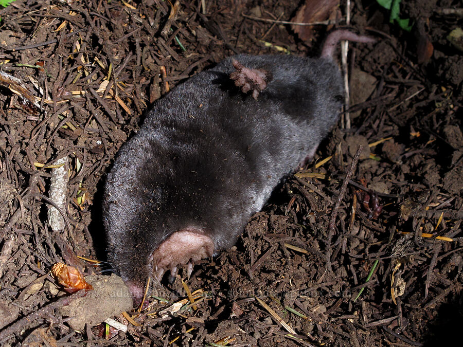 Pacific mole (Scapanus orarius) [Cook Hill, Gifford Pinchot National Forest, Skamania County, Washington]