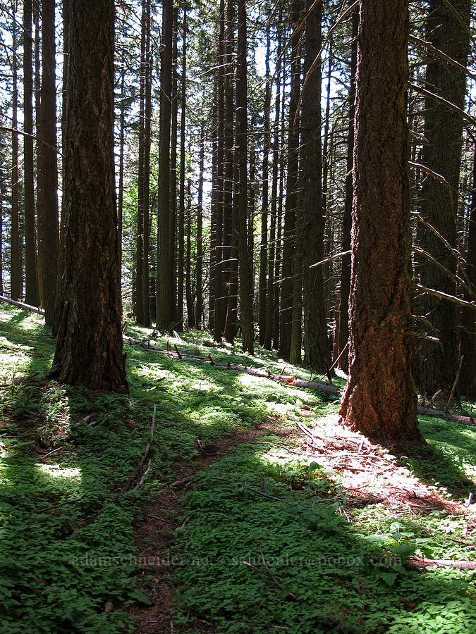 the trail [Cook Hill, Gifford Pinchot National Forest, Skamania County, Washington]